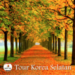 Paket Tour Korea Selatan Murah 1